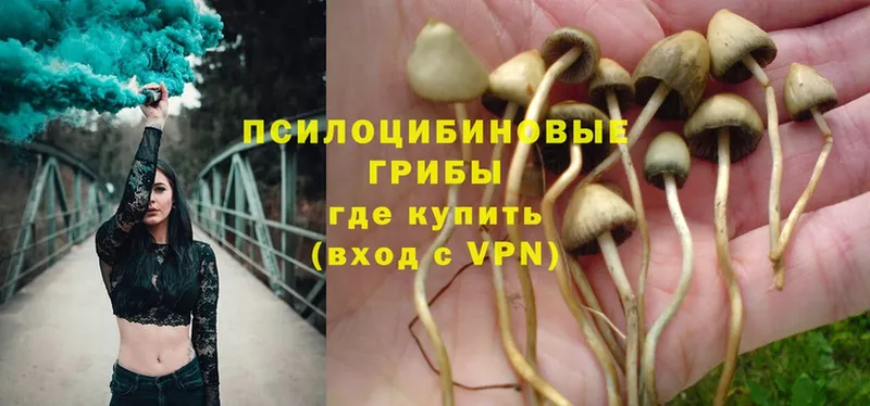 Псилоцибиновые грибы Psilocybe  Грязи 